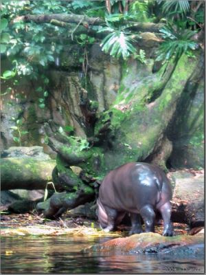 baby_hippo.jpg