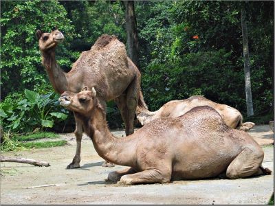 camels01.jpg