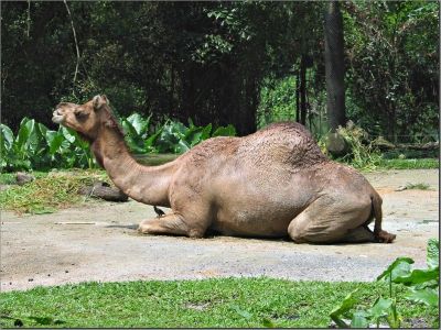 camels02.jpg