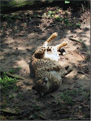 cheetah01.jpg