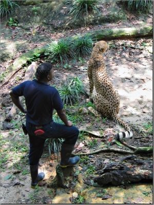 cheetah03.jpg