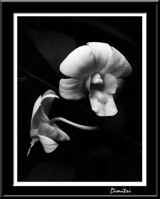 orchid_web.jpg