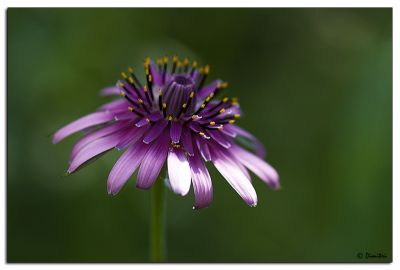 purple-flower.jpg