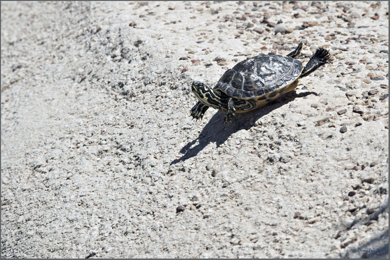turtle-dive.jpg