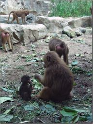 baboons03.jpg