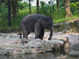 elephants03.jpg