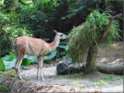 guanaco.jpg