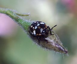 ladybug04_black.jpg