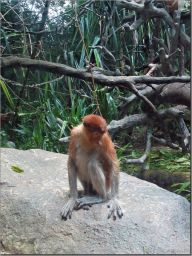 proboscis_monkey.jpg