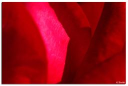 red_rose_abstract.jpg