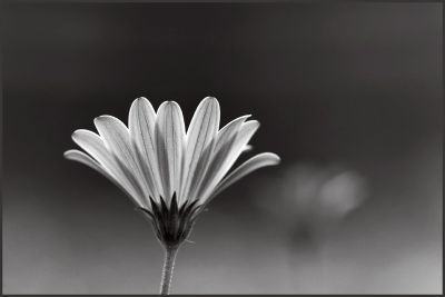 flower-b_w-020505.jpg