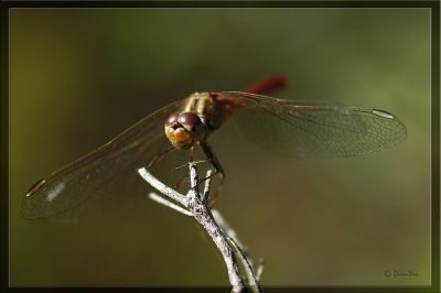 dragonfly001.jpg