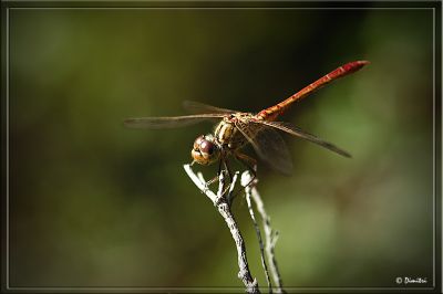 dragonfly003.jpg