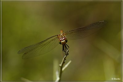 dragonfly005.jpg