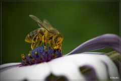 bee_flower001.jpg