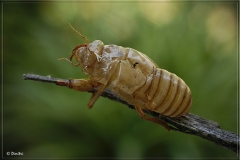 cicada_skin001.jpg