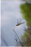 dragonfly002.jpg