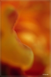 flower_orange_abstract001.jpg