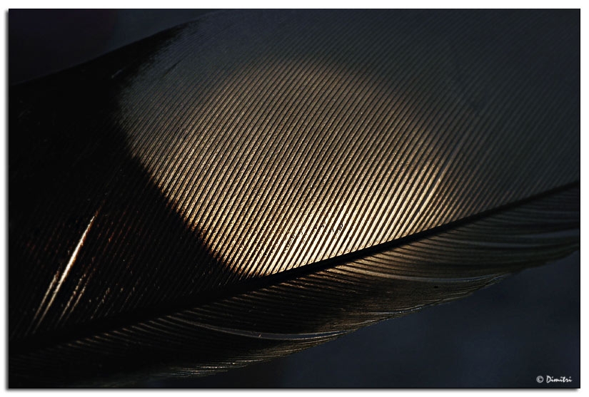 feather_backlit.jpg