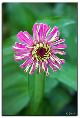flower_magenta.jpg