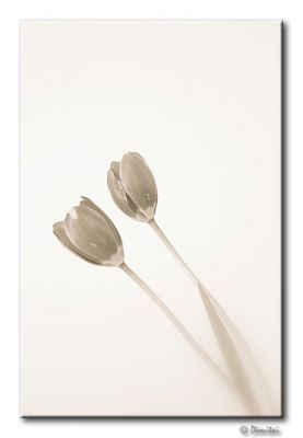 tulips_sepia.jpg