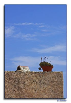 wall_plant_sky_monemvasia.jpg