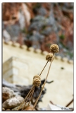 dry_flower_and_wall_monemva.jpg