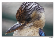 kookaburra_portrait_001.jpg