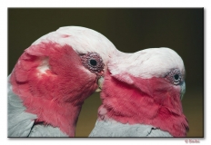 parrots_couple_001.jpg