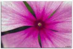 pink_red_1.jpg