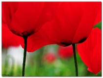 poppies_red_01.jpg