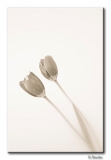 tulips_sepia.jpg