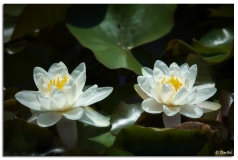 water_lillies_2.jpg