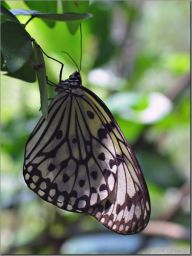 butterfly01.jpg