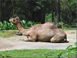 camels02.jpg