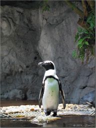 penguin01.jpg