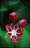 red_flower_seeds.jpg
