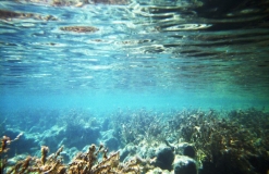 underwater08.jpg