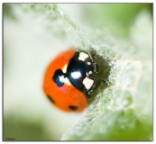 ladybug_highkey.jpg